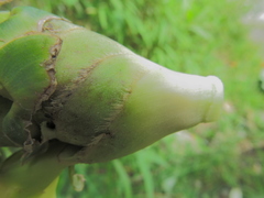 Dimerocostus argenteus