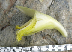 Dimerocostus argenteus