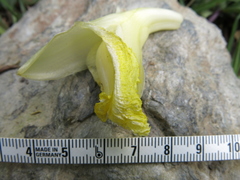 Dimerocostus argenteus