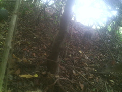 Nesotragus moschatus