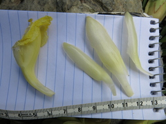 Dimerocostus argenteus