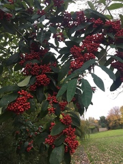 Cotoneaster frigidus