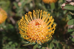Leucospermum × hybridum