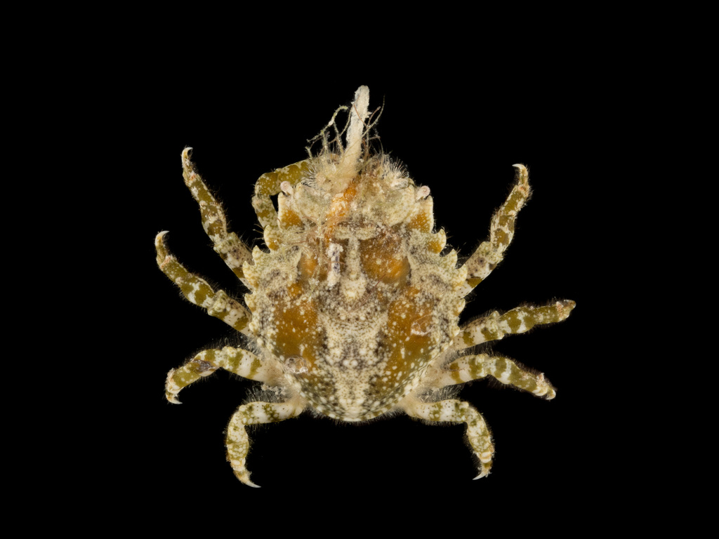 broadback urn crab