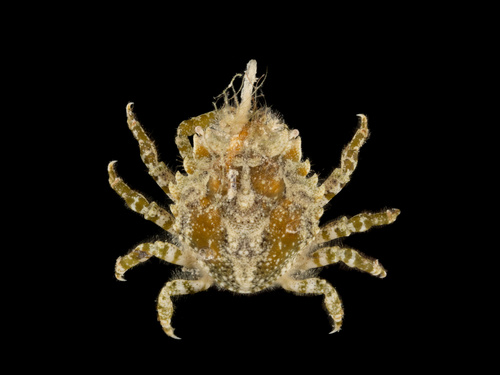 broadback urn crab