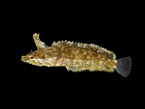 Marbled blenny (Paraclinus marmoratus) — Labrisomidae