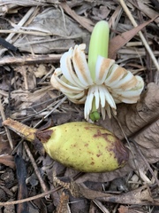 Anthocleista grandiflora