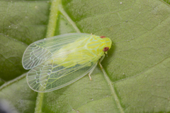 Kallitaxila granulata