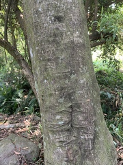 Anthocleista grandiflora