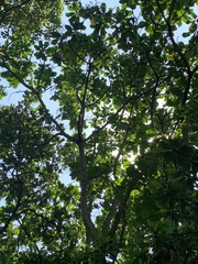 Anthocleista grandiflora