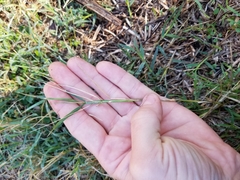 Cynodon dactylon dactylon