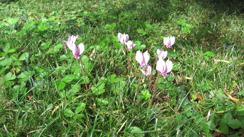 Another photo of Ivy-leaved cyclamen