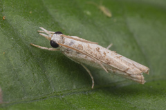 Culladia hastiferalis