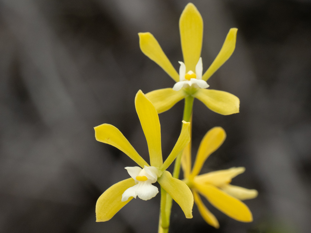 Tampa butterfly orchid Encyclia tampensis with yellow-green flowers, Florida