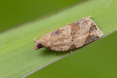 Neocalyptis affinisana
