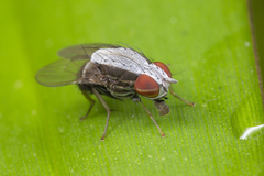 Homoneura discoglauca