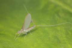 Cloeon bengalense