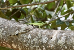 Anolis noblei