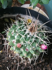 Mammillaria compressa