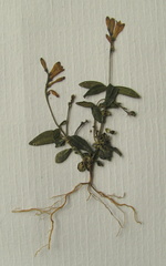 Spigelia genuflexa