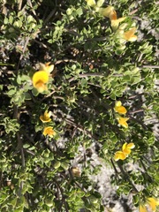 Aspalathus marginata