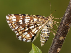 Latticed Heath - Photo (c) Paolo Mazzei, some rights reserved (CC BY-NC), uploaded by Paolo Mazzei