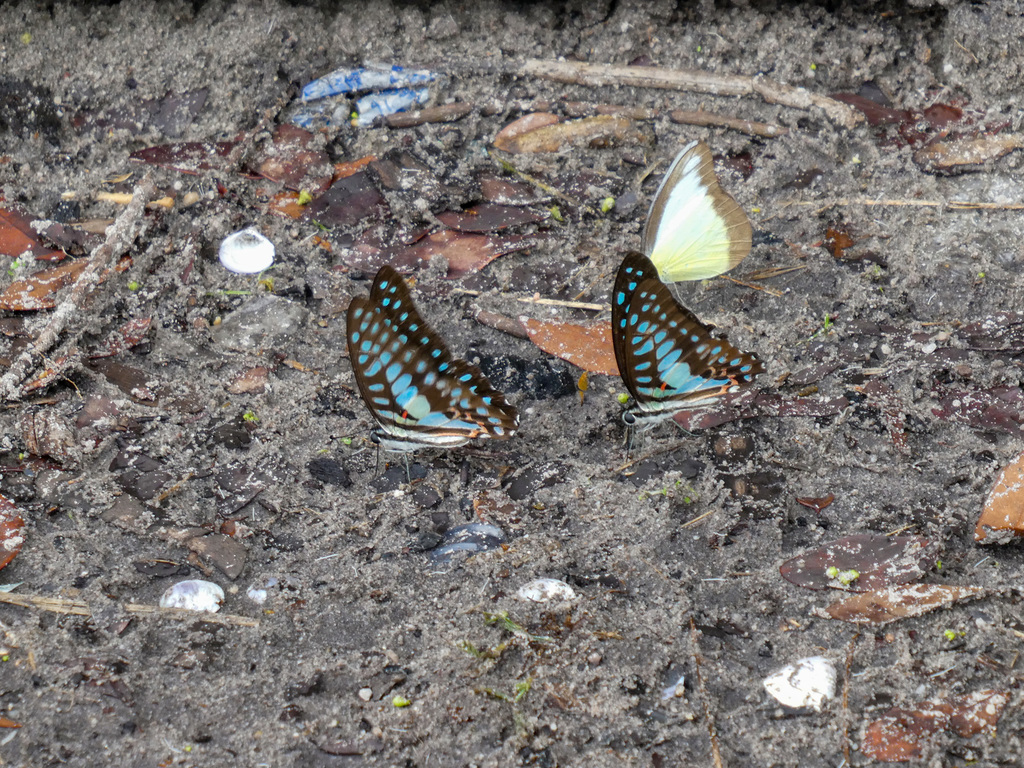 锯粉蝶（Appias lyncida）