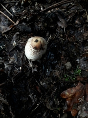 Lepiota ignivolvata