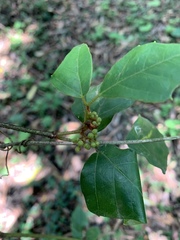 Rhoicissus rhomboidea