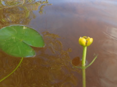 Nuphar microphylla
