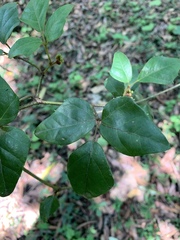 Rhoicissus rhomboidea