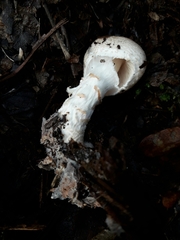 Lepiota ignivolvata