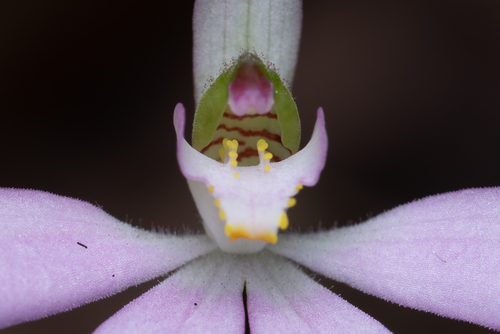 Caladenia gracillima
