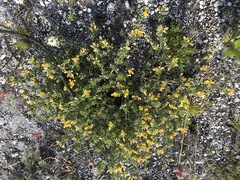 Aspalathus marginata