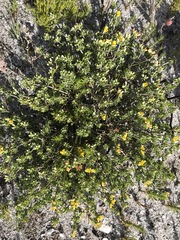 Aspalathus marginata