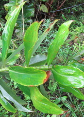 Dimerocostus argenteus