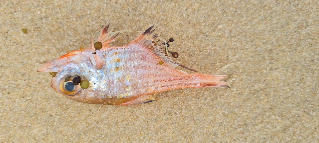 Orangelined bullseye (Pempheris ornata) — Pempheridae