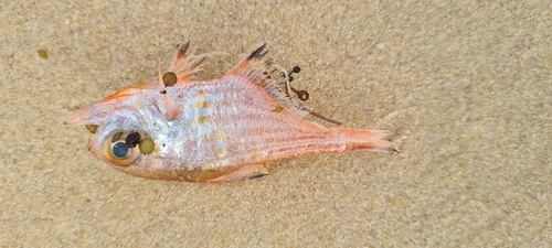 Orangelined bullseye (Pempheris ornata) — Pempheridae