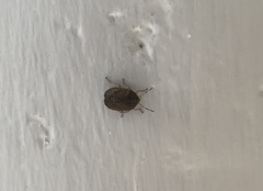 Phineus fuscopunctatus