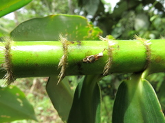 Dimerocostus argenteus