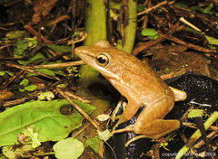 Chalcorana chalconota