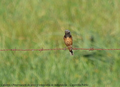 Sporophila ruficollis
