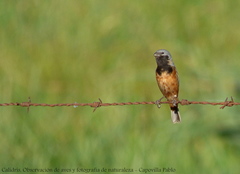 Sporophila ruficollis