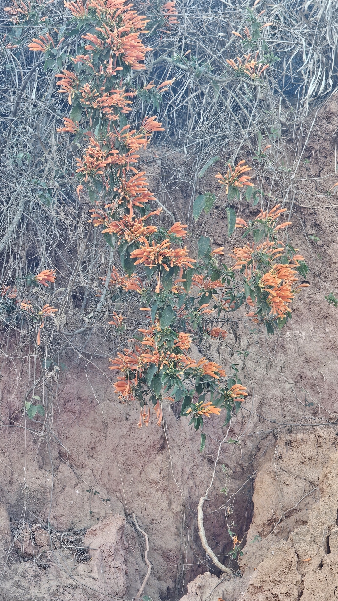 Pyrostegia venusta