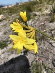 Bobartia longicyma