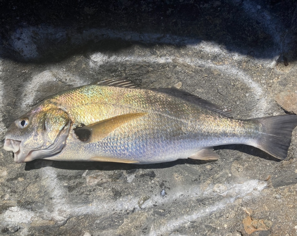 Croaker (Roncador stearnsii) — Sciaenidae