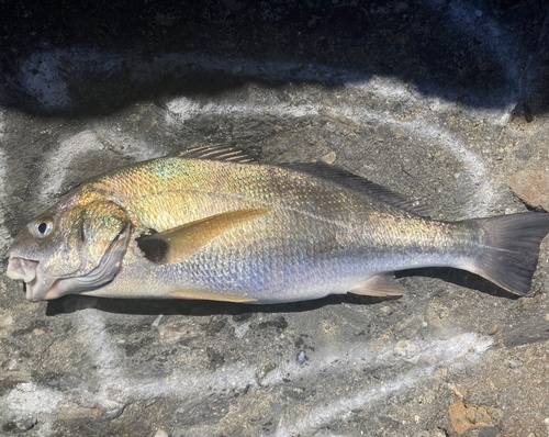 Vlekvin-ombervis (Roncador stearnsii) — Sciaenidae