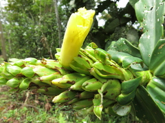 Dimerocostus argenteus