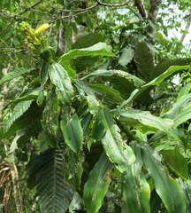 Dimerocostus argenteus