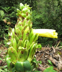 Dimerocostus argenteus